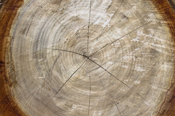 Close up of cut tree trunk