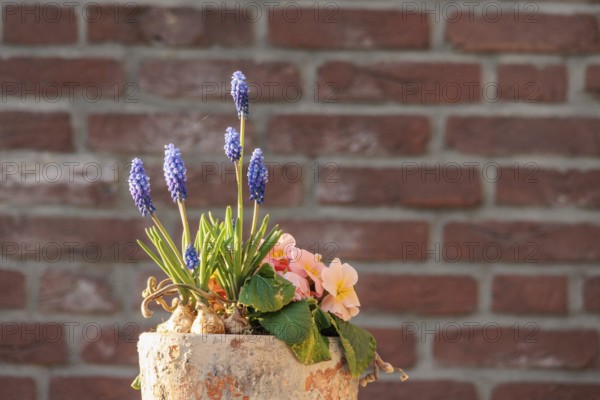 Spring pot with grape hyacinths and primroses in front of a brick wall, Borken, Münsterland,