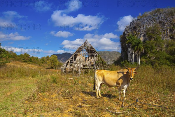 Famous Cuba farmland tobacco area, Valley de Vinales, Pinar del Rio, Cuba.Traditional drying shed