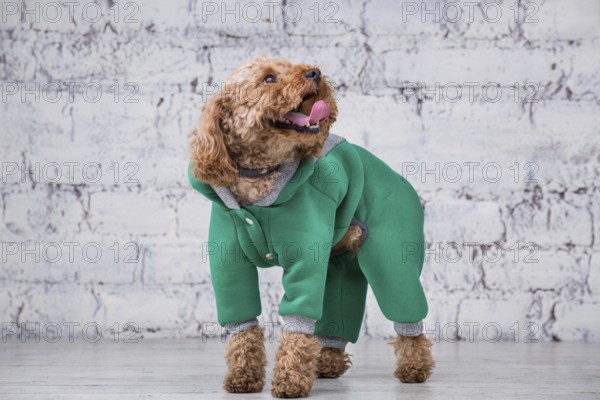 Small funny dog of brown colour with curly hair of toy poodle breed posing in clothes for dogs.