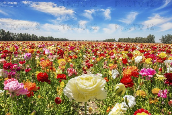 The multicolored garden buttercups in a kibbutz field with a magnificent carpet. Walk in the world