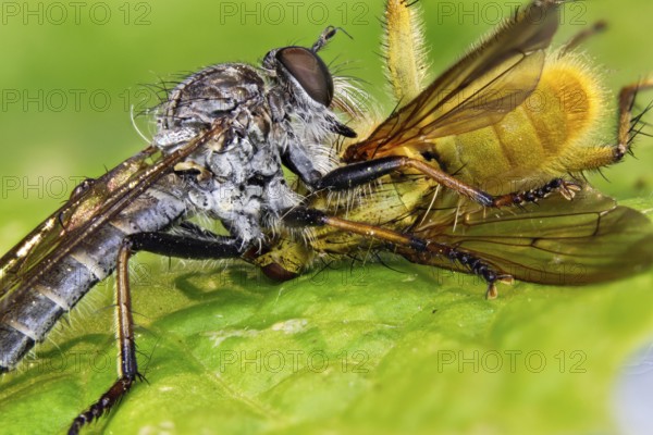 Predatory fly - sucks out dung fly (Machimus)