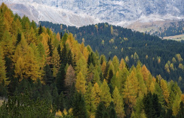 Yellow larches glowing in the forest on the edge of the rocky mountain in autumn. Dolomite Alps,