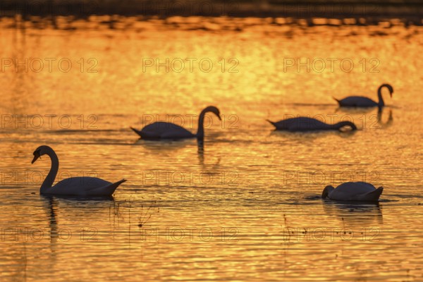 Mute swan (Cygnus olor) silhouette in the water at sunset. Bas-Rhin, Alsace, Grand Est, France,