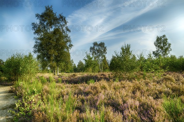 Autumn atmosphere in the nature reserve Trupbacher Heide in Germany with blooming heather at