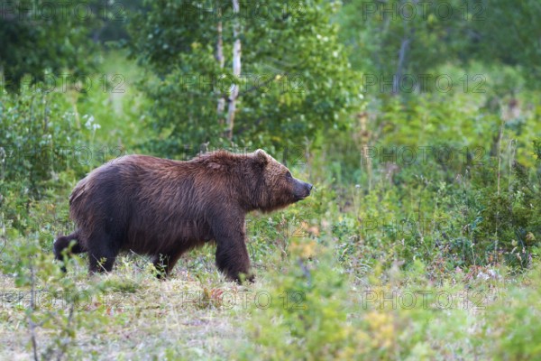 Kamchatka brown bear Ursus arctos piscator in natural habitat, walking in summer woodland.