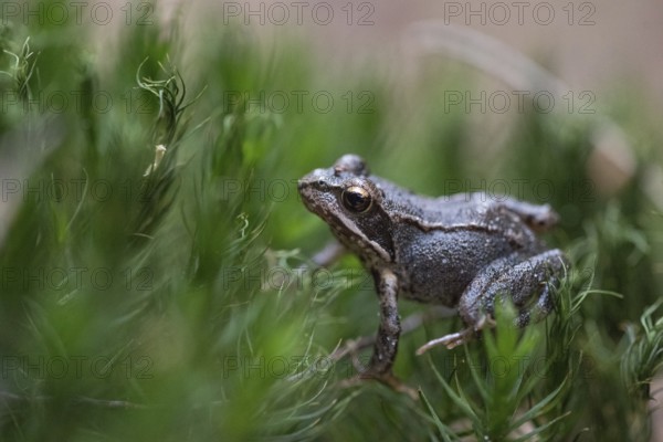 Grass frog (Rana temporaria), small frog hidden in moss, Western Pomerania Lagoon National Park,