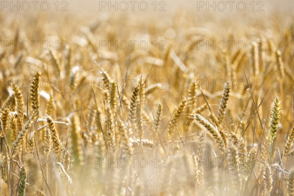 Golden ears of wheat in a field of soft sunlight point to a rich harvest, Coxhill, Shepherdswell,