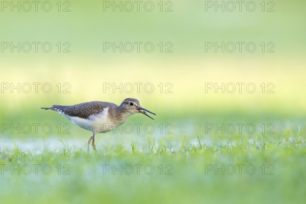 Sandpiper, sandpiper (Actitis hypoleucos), snipe family, snipe, biotope, habitat, foraging in a wet