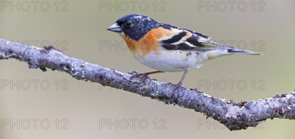 Mountain finch, Northern finch, finch family, (Fringilla montifringilla), animals, birds,