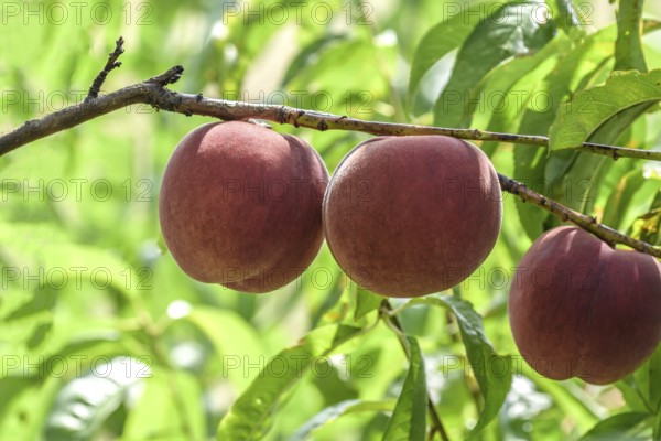 Peach (Prunus persica 'Maura'), Baum- und Rebschule Schreiber KG, Poysdorf, Lower Austria, Austria,