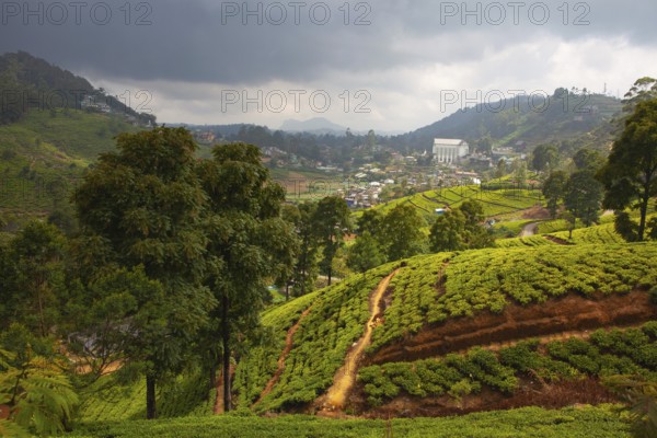 Nuwara Eliya tea plantation in Sri Lanka. Nuwara Eliya is the most important place for tea