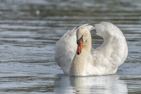 Mute swan (Cygnus olor) male making territorial display. Bas-Rhin, Alsace, Grand Est, France,