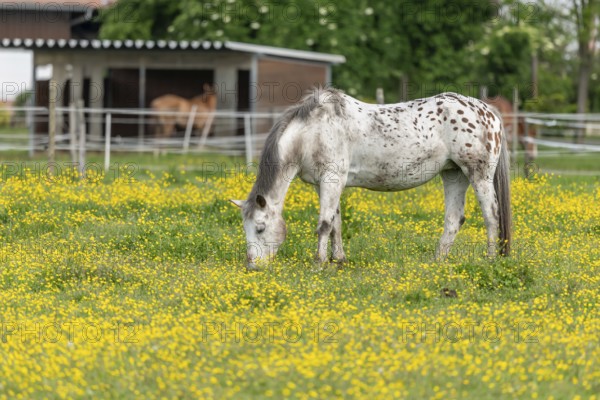 Horse in a green pasture filled with yellow buttercups. Bas-Rhin, Collectivite europeenne d'Alsace,