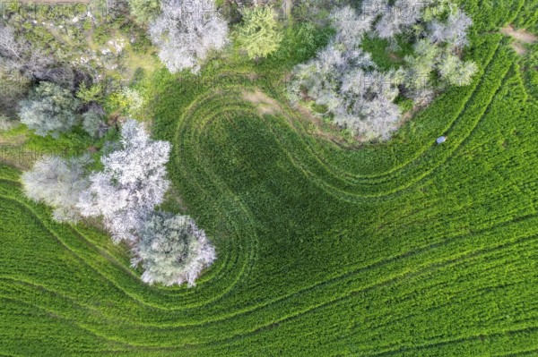 Drone aerial view of green meadow agriculture field and blooming almond tree. Spring season outdoor
