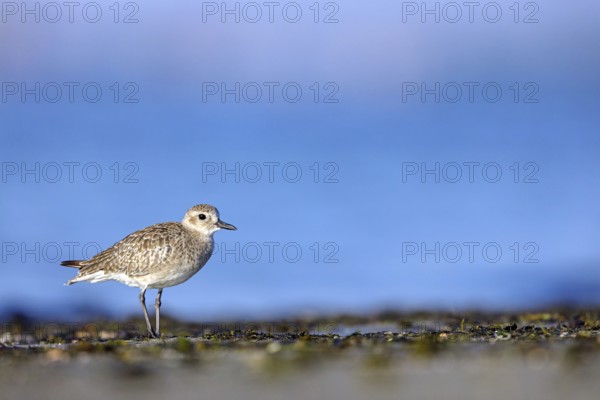 Little Ringed Plover, (Pluvialis squatarola), animal, animals, bird, birds, biotope, habitat,