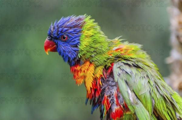 Allcolour lorikeet
