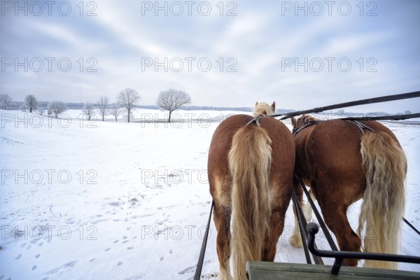 Sledging in the snow in Masuria in Poland