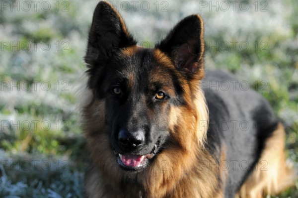 Shepherd dog, portrait, Spraitbach, Baden-Württemberg, Germany, Europe, German shepherd dog