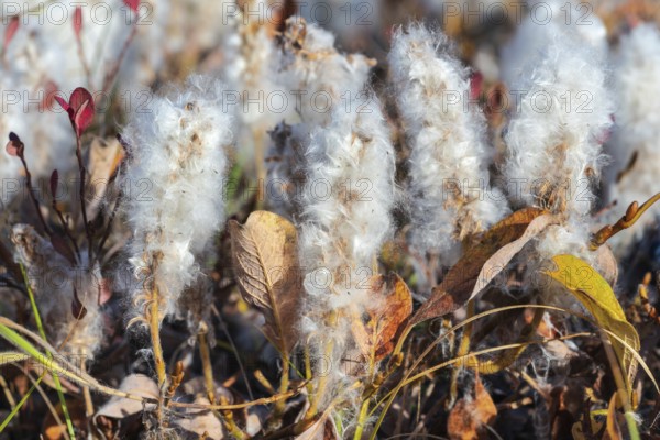 Salix arctica, arctic willow, tiny creeping willow family Salicaceae, low pubescent shrub, with
