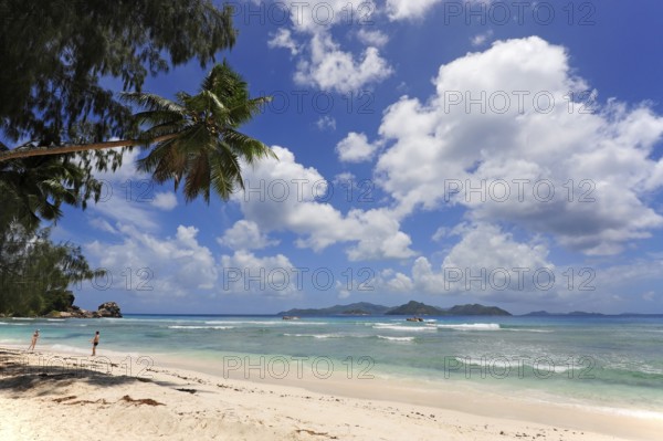 Palm tree on Anse Severe beach, La Digue island, Praslin island behind, Seychelles, Indian Ocean,