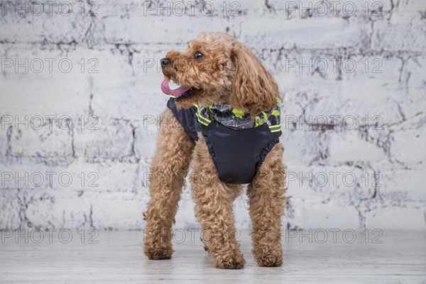 Small funny dog of brown colour with curly hair of toy poodle breed posing in clothes for dogs.