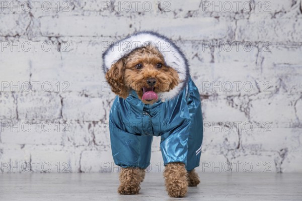 Small funny dog of brown colour with curly hair of toy poodle breed posing in clothes for dogs.