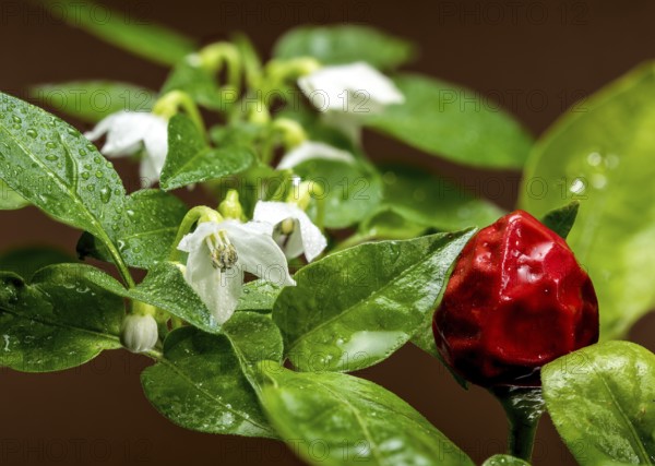 Beautiful red Ornamental pepper Aladdin on a brown background. Pepper head close-up, Odessa,