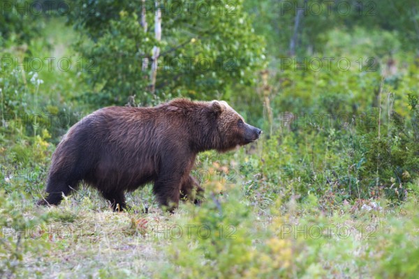 Kamchatka brown bear Ursus arctos piscator in natural habitat, walks in summer forest. Kamchatka