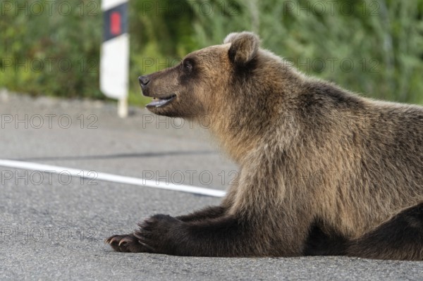 Hungry Kamchatka brown bear (Eastern brown bear) lies on roadside of asphalt road, heavily