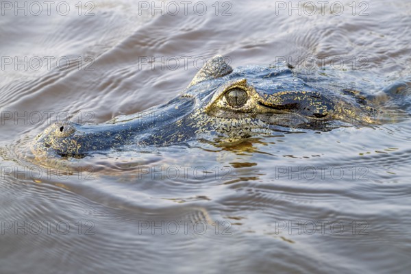 Spectacled caiman (Caiman crocodilus yacara), Crocodile (Alligatoridae), crocodile (Crocodylia),