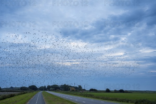 Large flock of birds over a road and fields under a cloudy sky in a blue landscape, Starling flight