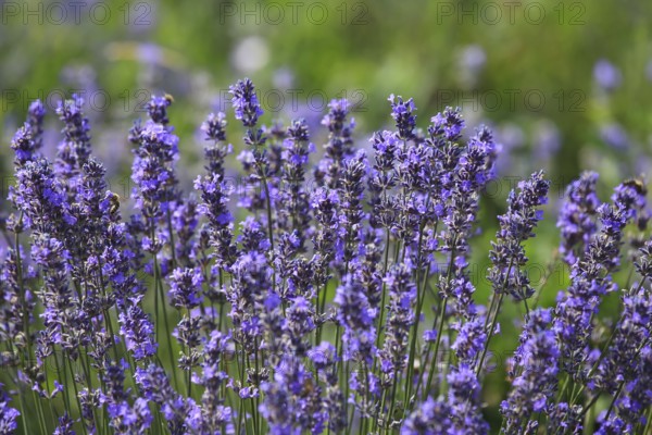 Close-up of lavender in bloom in a lush field. The lavender flowers are a rich purple colour and