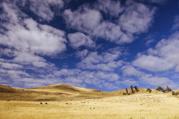 Summer time landscape in the Central Plateau Conservation Area near Ouse in Tasmania, Australia,