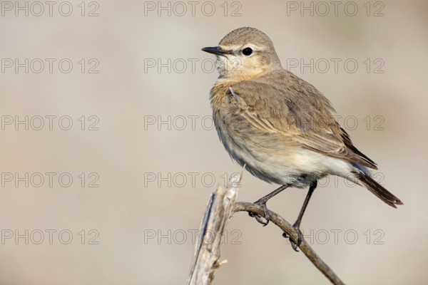 Isabelline Wheatear, (Oenanthe isabellina), biotope, habitat, foraging, animals, birds, songbird,