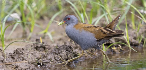 Little Crake, Little Crake, Small Crake, (Porzana parva), biotope, habitat, foraging, family of