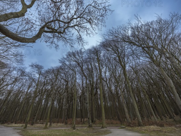 Trees in the ghostly forest on the cliffs facing the Baltic Sea, Nienhagen, Mecklenburg-Vorpommern,