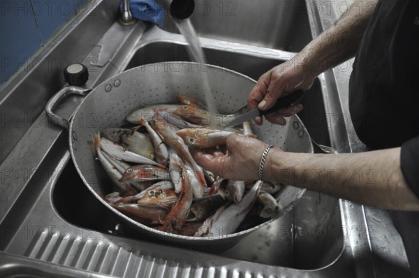 Fish being cleaned and washed in a colander under running water in a kitchen, Cooks and chefs