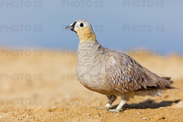 Crowned flying fowl, (Pterocles coronatus), North America, Middle East, family of flying fowl,