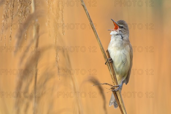 Reed warbler, (Acrocephalus arundinaceus), reedbed perch, biotope, habitat, animals, birds,