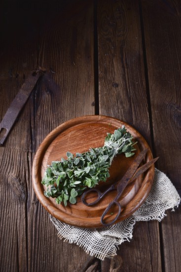Aromatic oregano (Origanum vulgare)