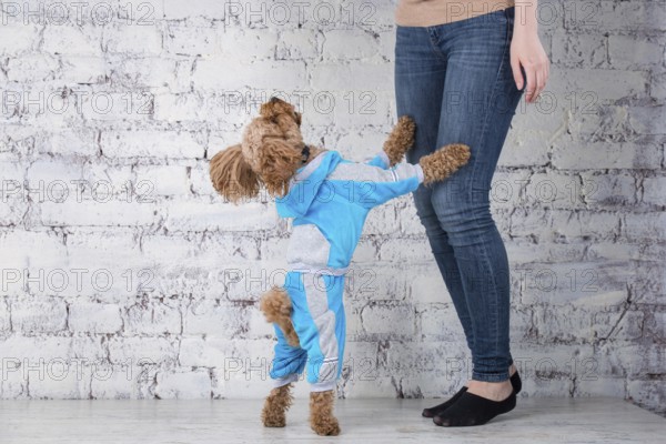 Small funny dog of brown colour with curly hair of toy poodle breed posing in clothes for dogs.