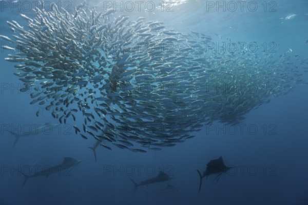 Atlantic sailfish hunting sardines, Istiophorus albicans, Isla Mujeres, Yucatan Peninsula,