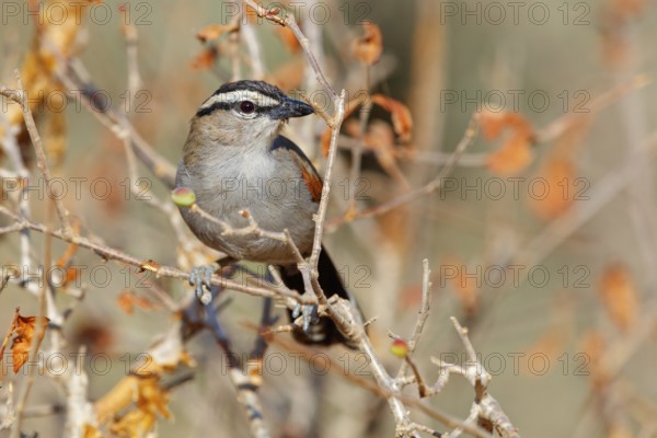 Senegal tchagra, black-shouldered tchagra, (Tchagra senegalus), Tchagra minutus, animals, birds,