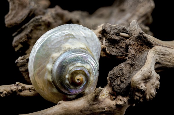 A captivating Turbo marmoratus snail with a stunning iridescent shell rests gracefully on a piece