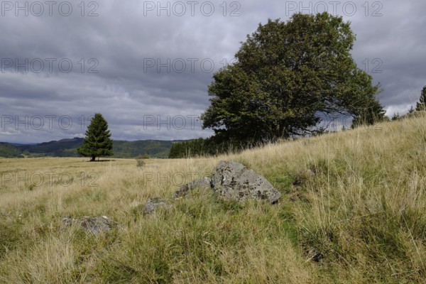 Silver thistle, Carlina acaulis, at Arnsberg, Bavarian Rhoen, Lower Franconia, Bavaria, Germany,
