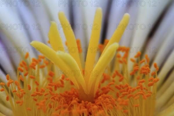 Globe cactus (Astrophytum ornatum)