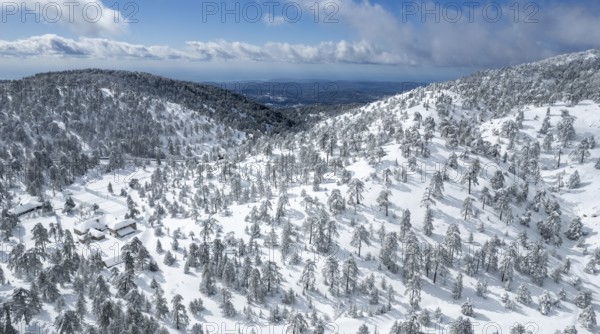 Drone aerial scenery of mountain snowy forest landscape covered in snow. wintertime Troodos