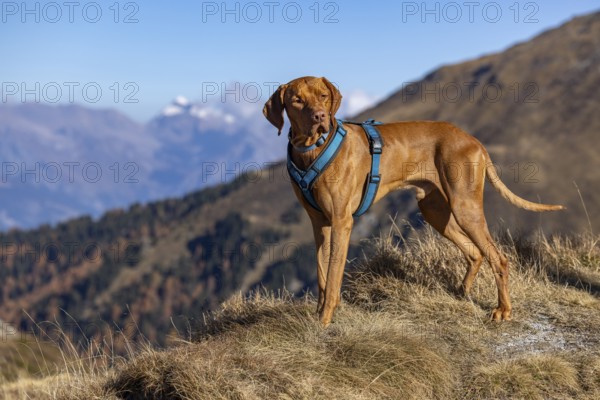 Magyar Vizsla male, 3 years old, in the mountains in autumn grass, La Tzoumaz, Riddes, Valais,