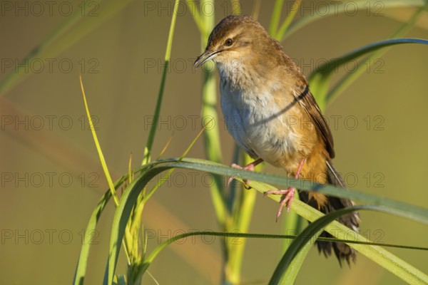 Marsh Warbler, (Bradyperus baboecala) animals, birds, songbirds, biotope, habitat, sits, reed,